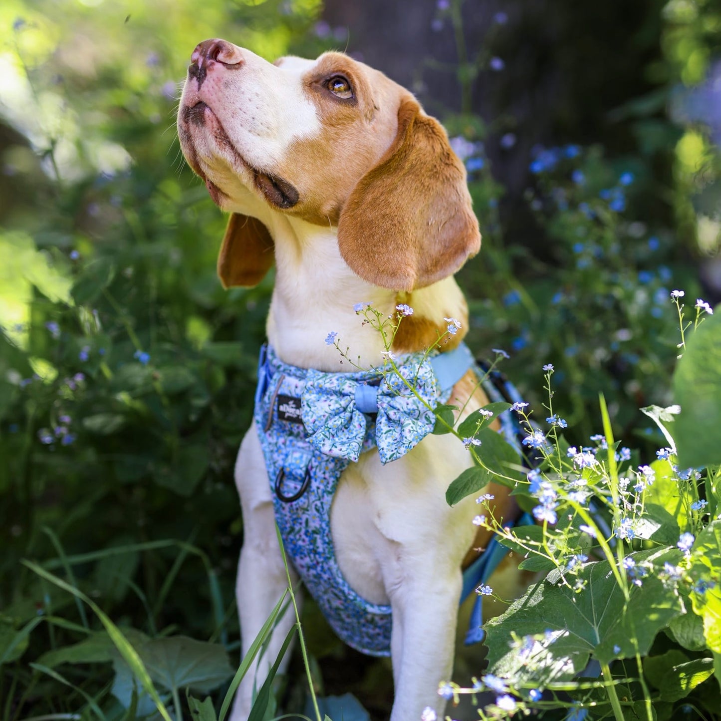 Dog Sailor Bow Tie - Flourishing Forget-Me-Nots