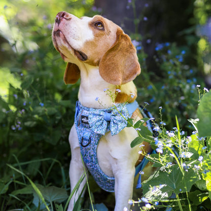 Dog Sailor Bow Tie - Flourishing Forget-Me-Nots