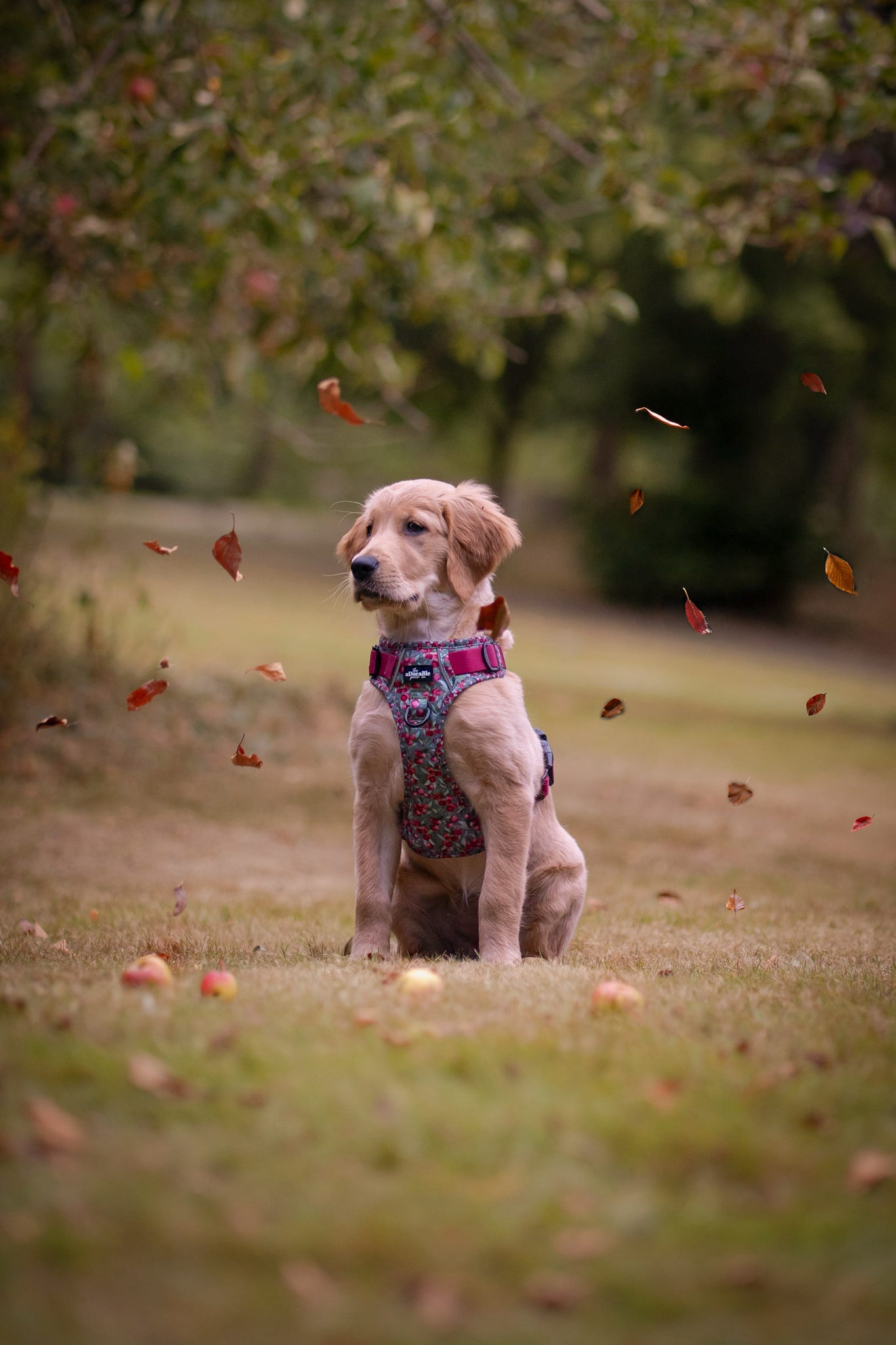 Hike & Go™ Harness - Crab Apple Cottage