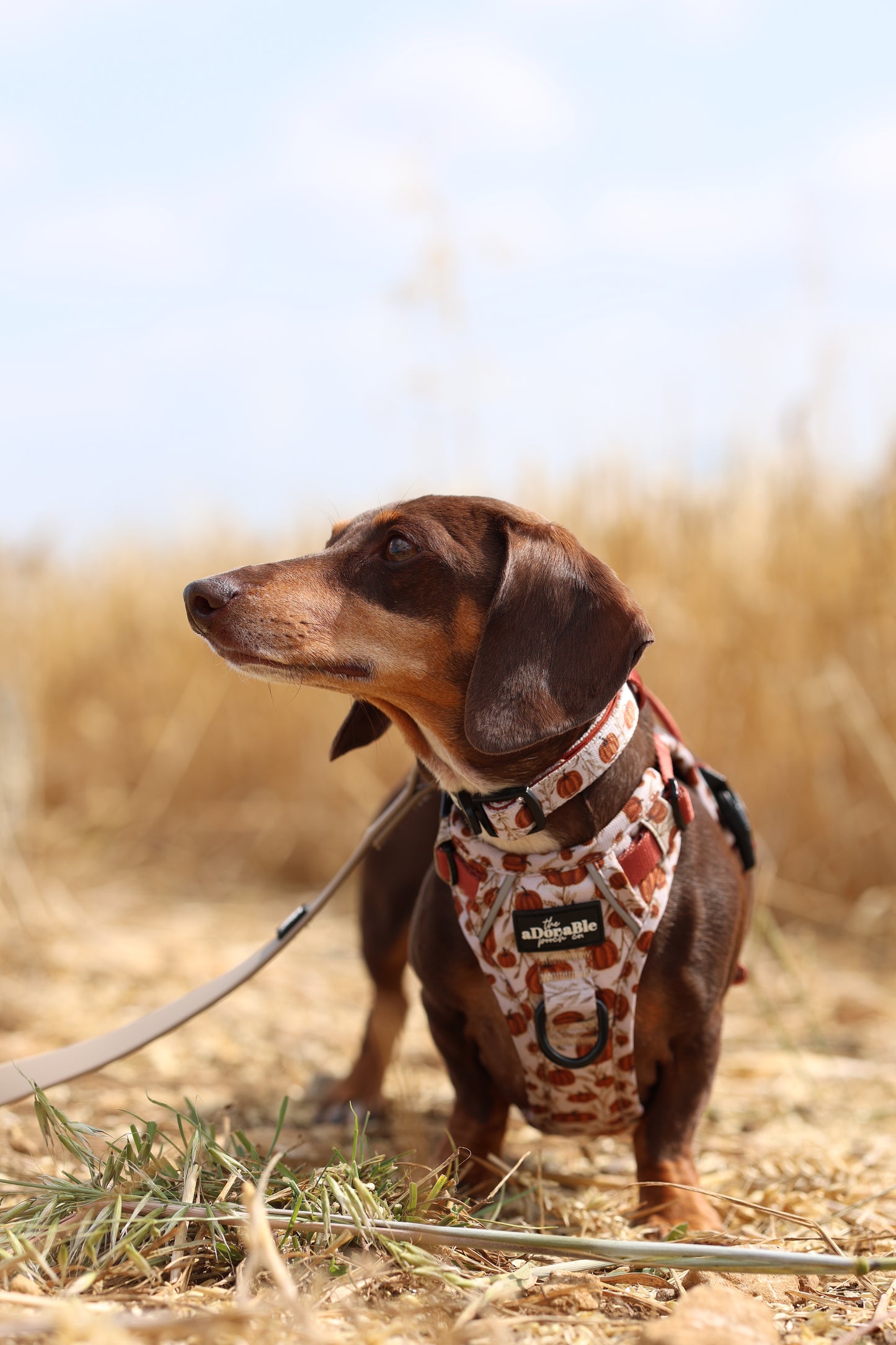 Collar - Pumpkin Farm