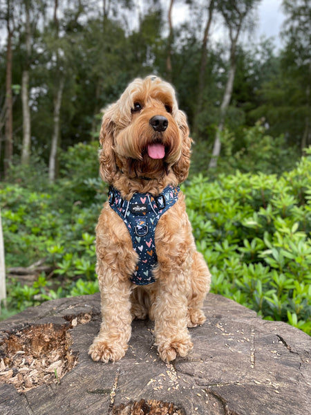 Hike & Go™ Harness - Lots Of Love