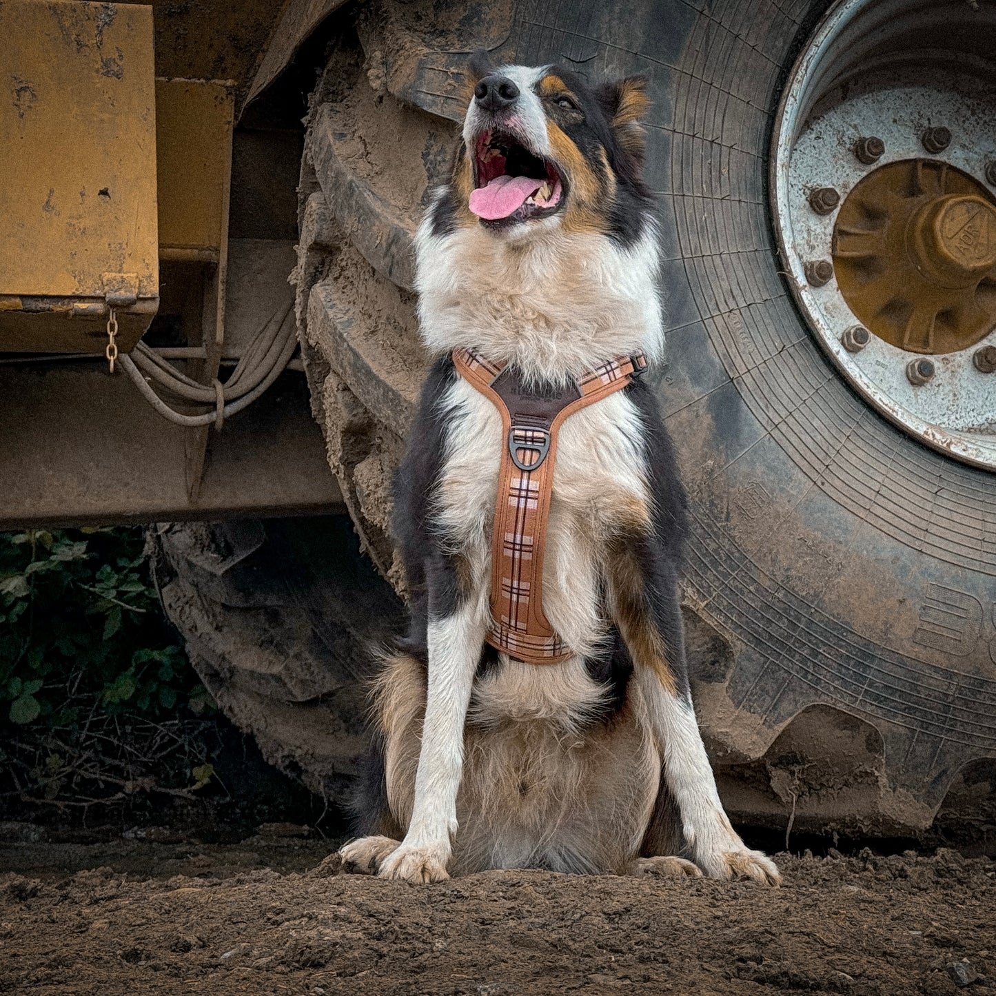 Streamline Pro™ Dog Harness - Heritage Collection - Butterscotch Biscuit