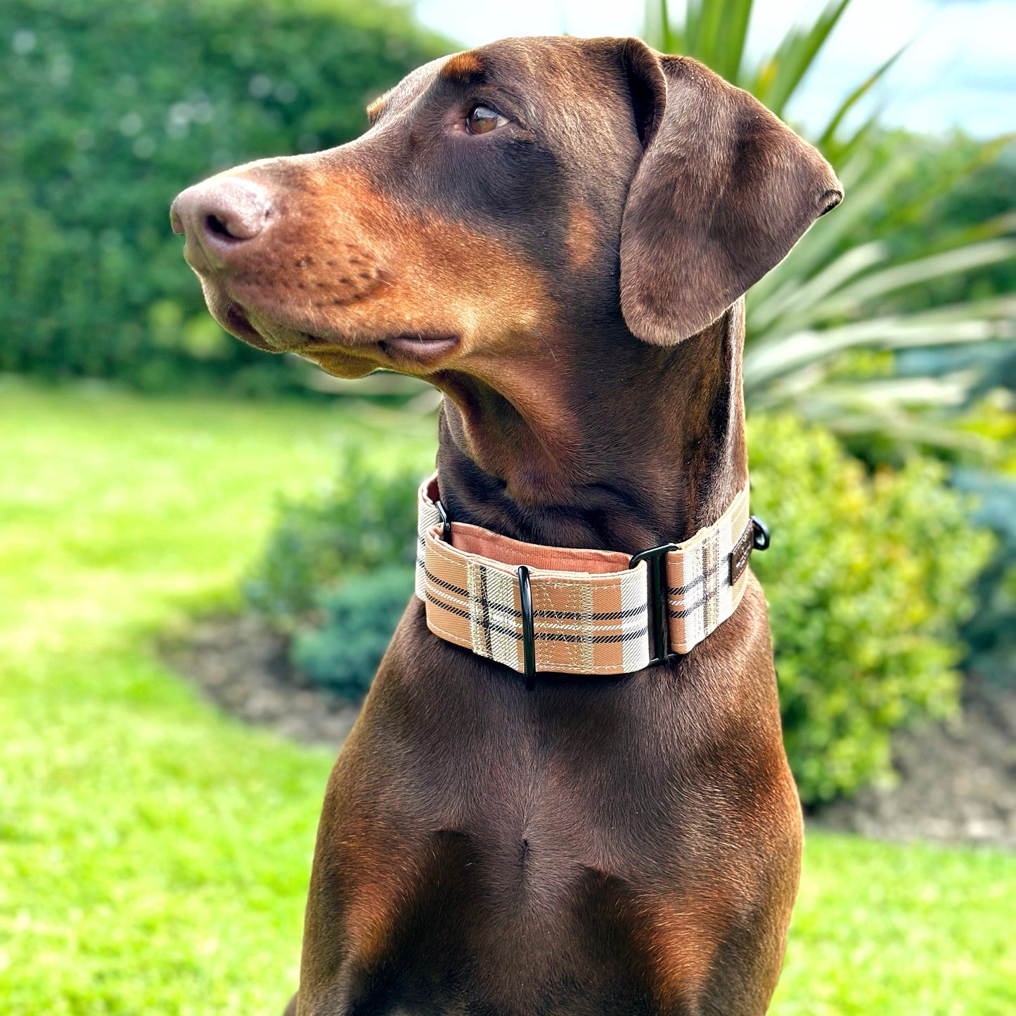 Heritage Martingale Collar - Butterscotch Biscuit