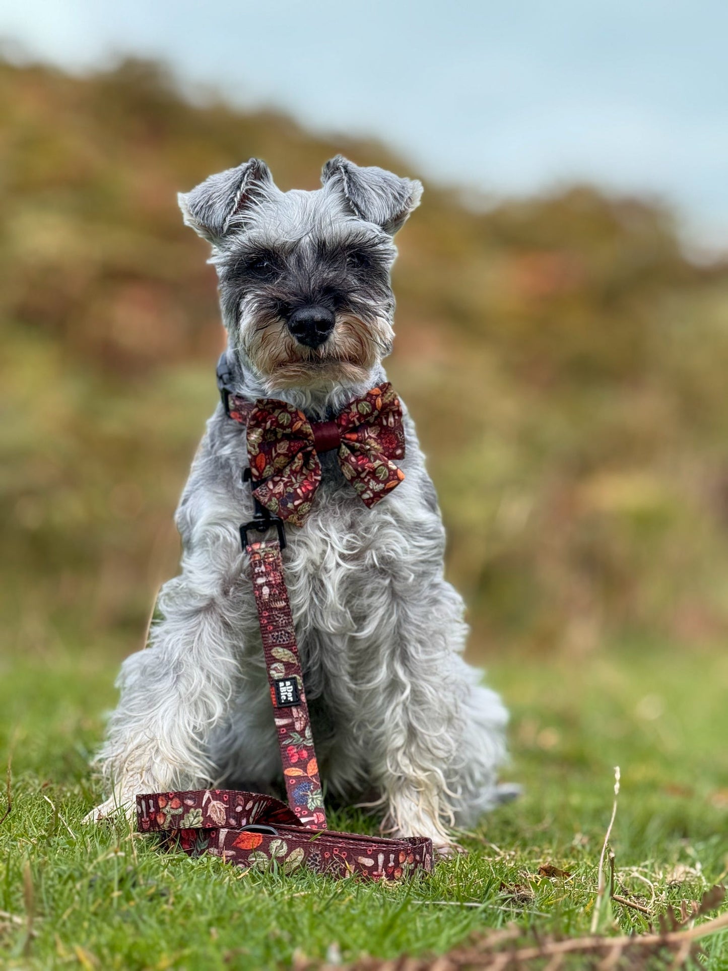 Lead - Foragers Forest