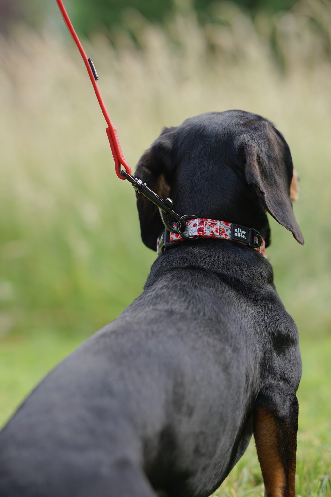 Collar - Painted Poppies