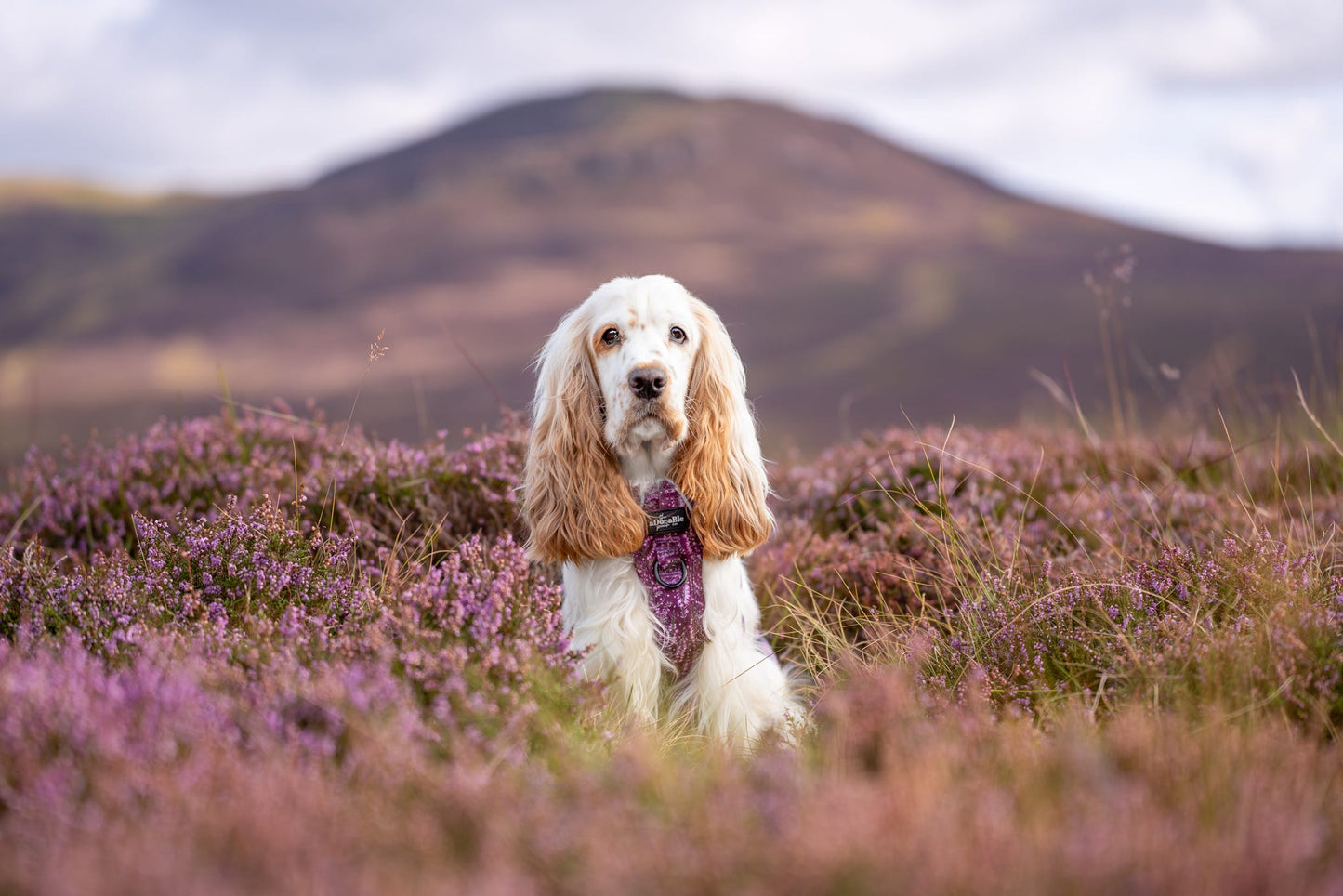 Hike & Go™ Harness - Highland Heather