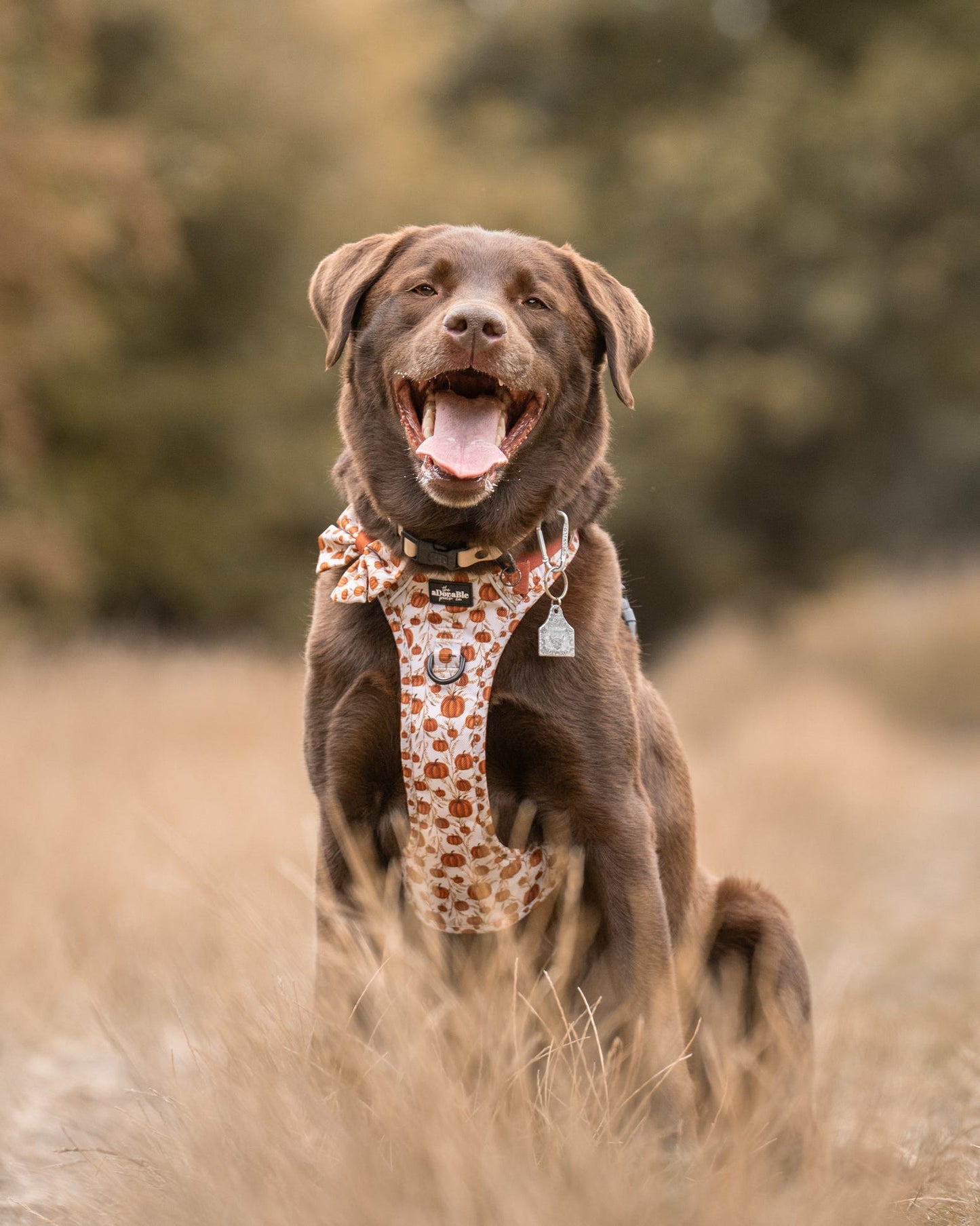 Hike & Go™ Harness - Pumpkin Farm