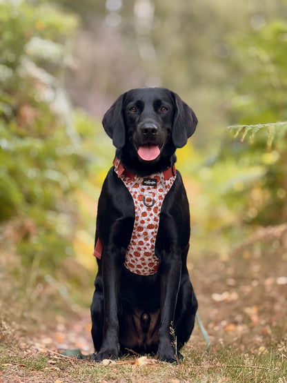 Hike & Go™ Harness - Pumpkin Farm