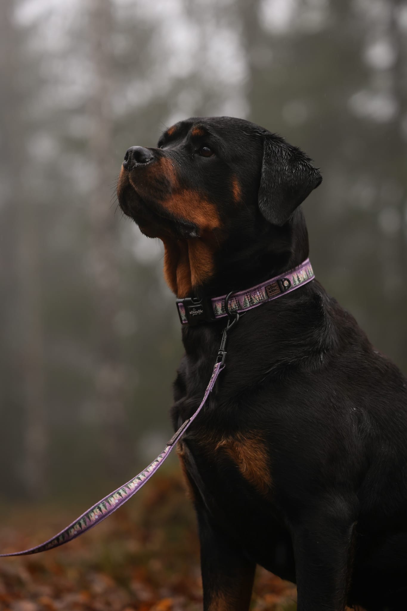 Collar - Moonlit Pines