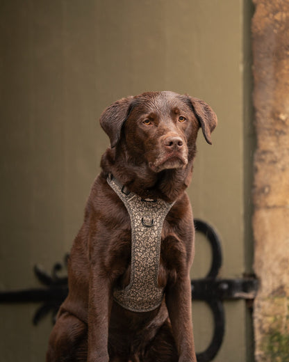 Laura Ashley Dog Harness - Sweet Alyssum
