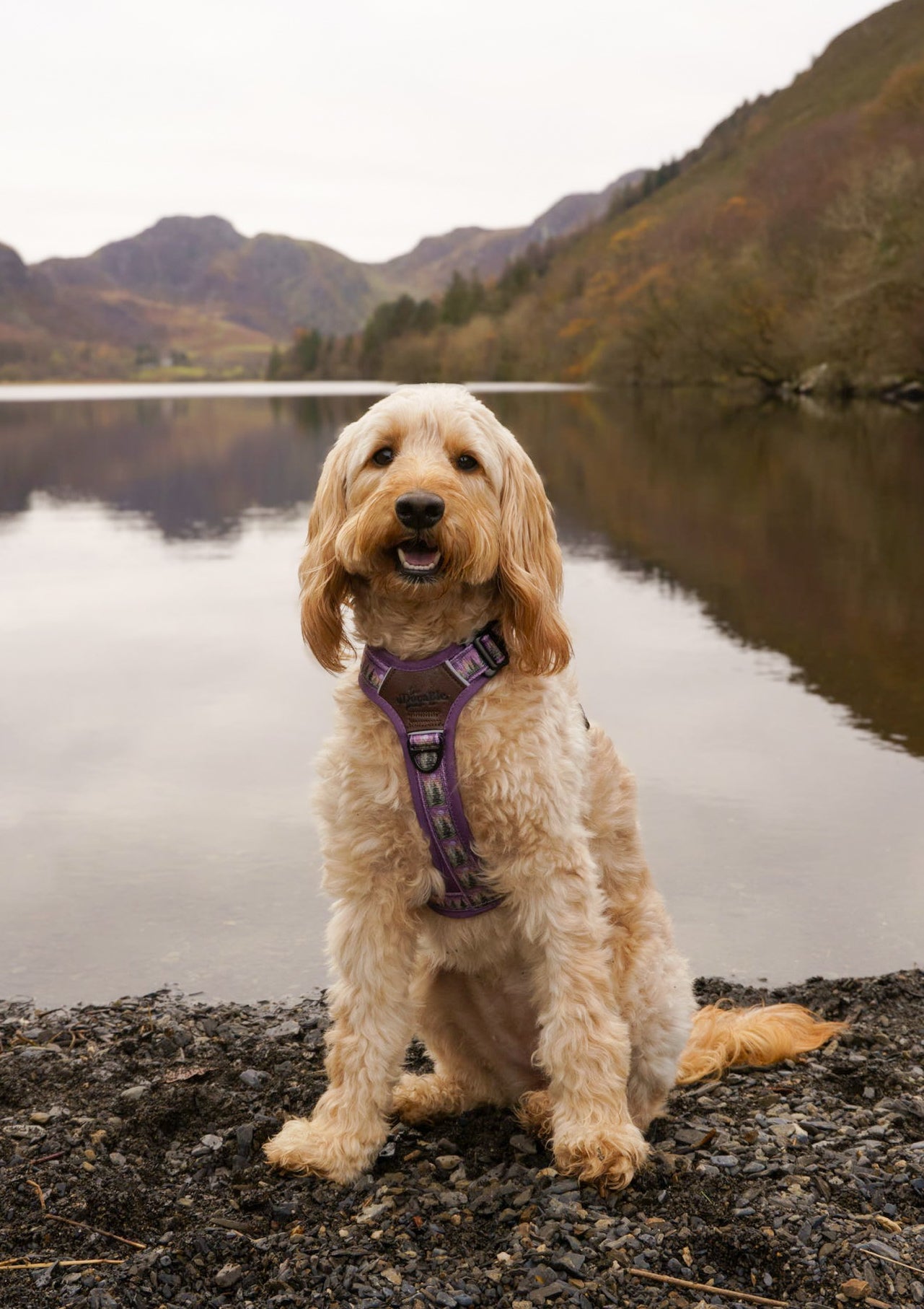 Streamline Pro™ Dog Harness - Moonlit Pines