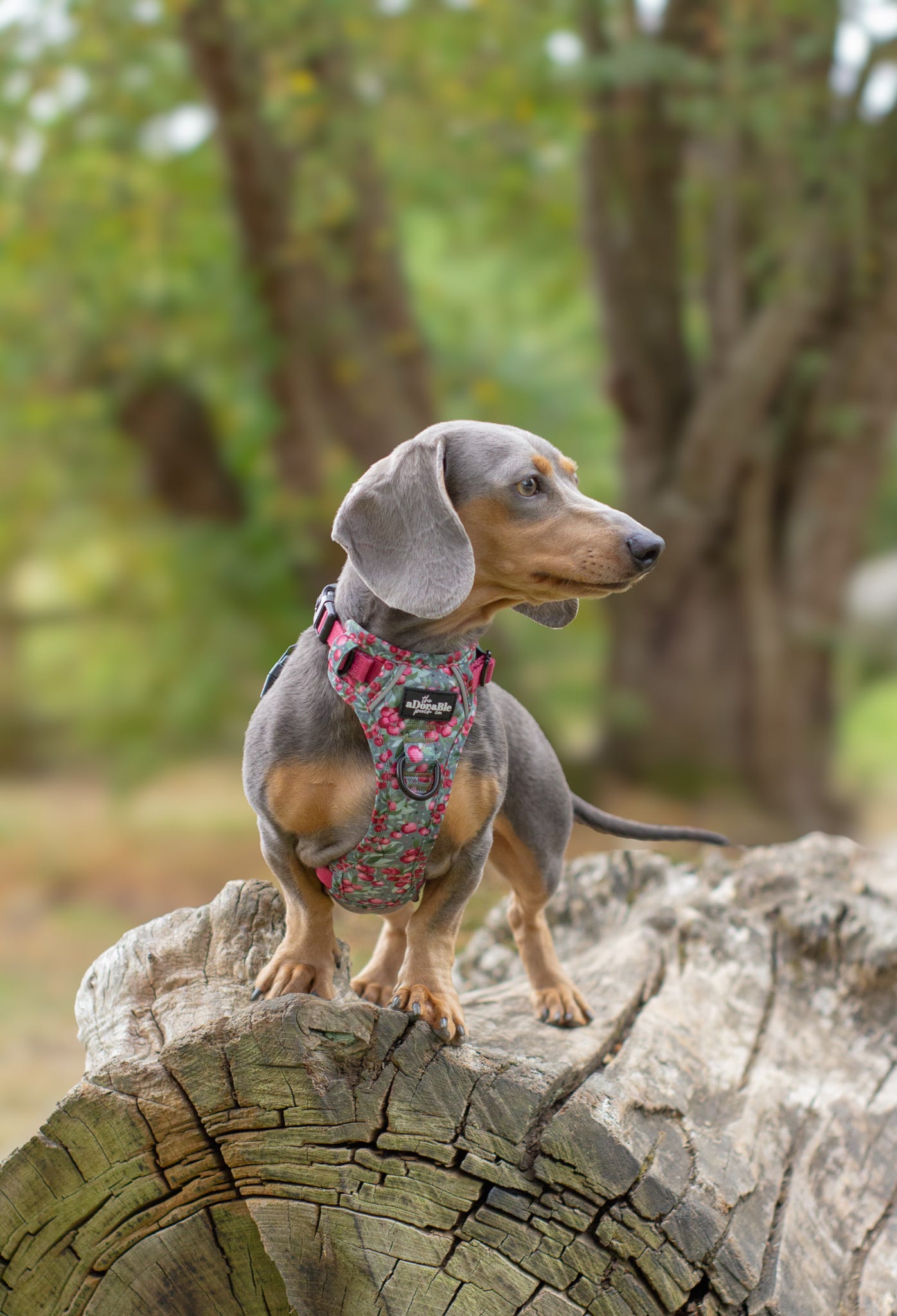 Hike & Go™ Harness - Crab Apple Cottage