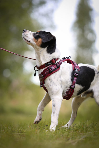 HydroFlex Lite™ Dog Collar - Merlot