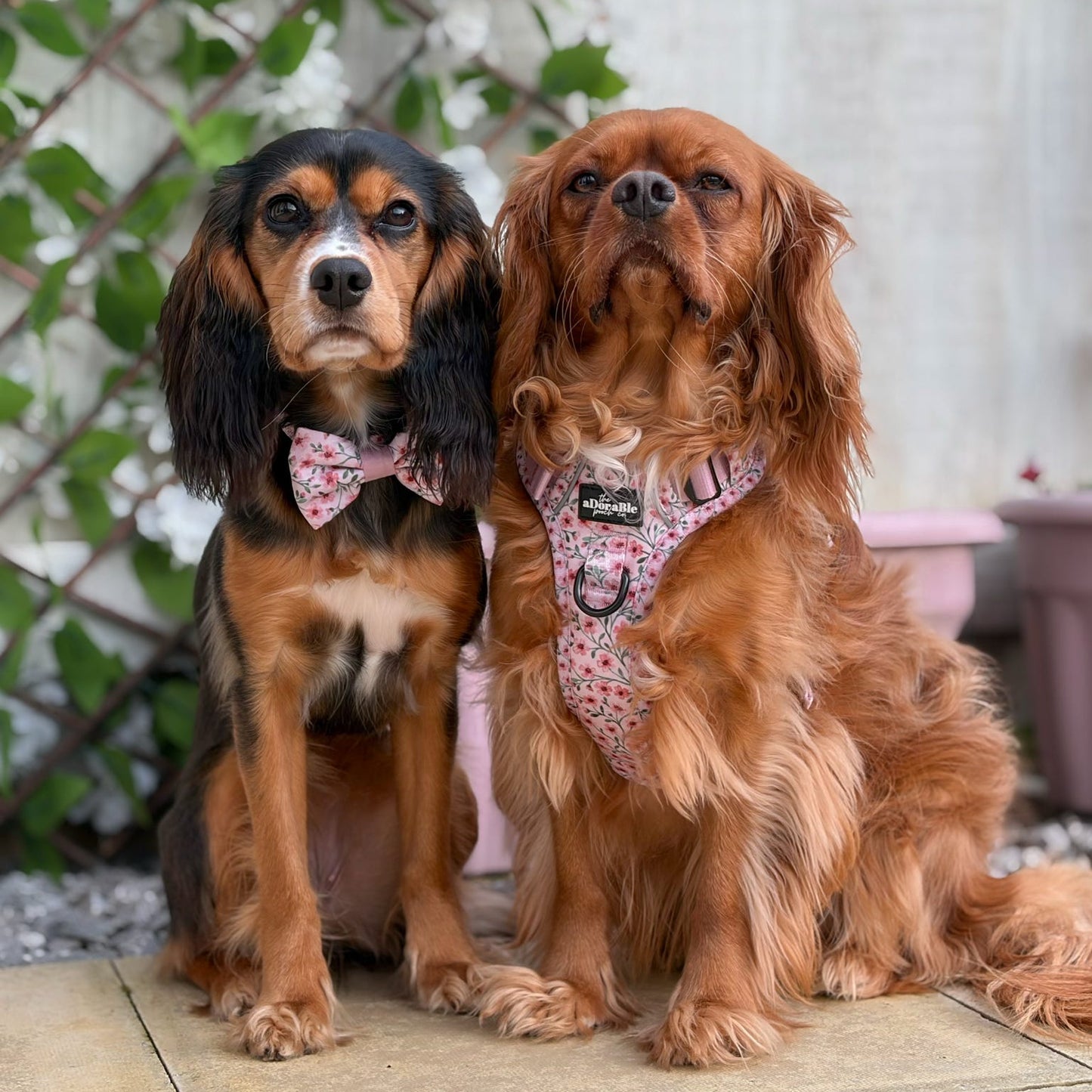 Two dogs sitting side by side on a patio with a garden background
