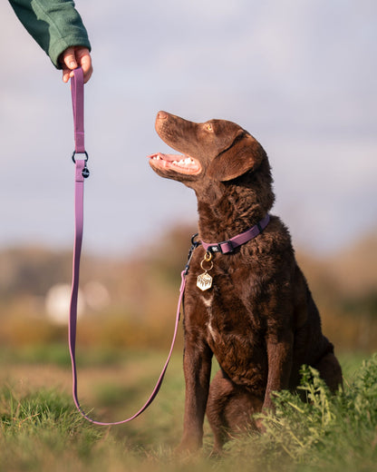 HydroFlex™ Waterproof Dog Lead - Purple Dusk