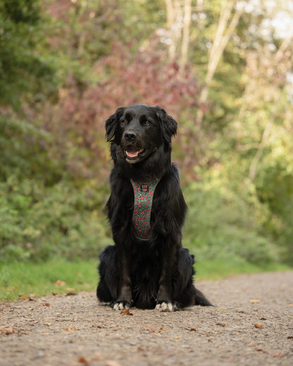Hike & Go Lite™ Harness - Holly & Ivy
