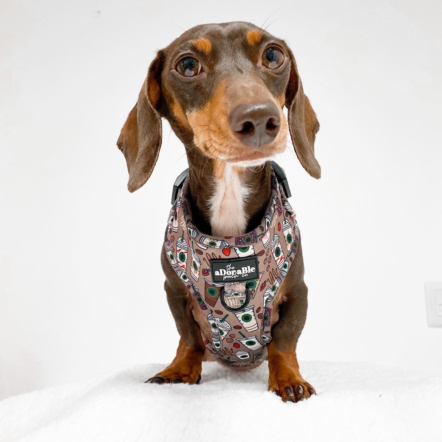 Adjustable Harness - Starbarks Frappé Hour - Large
