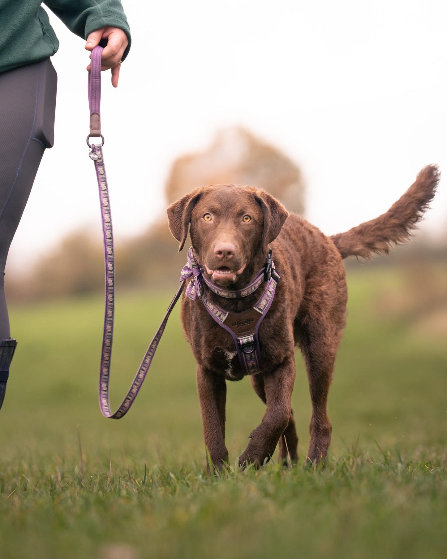 Lead - Moonlit Pines