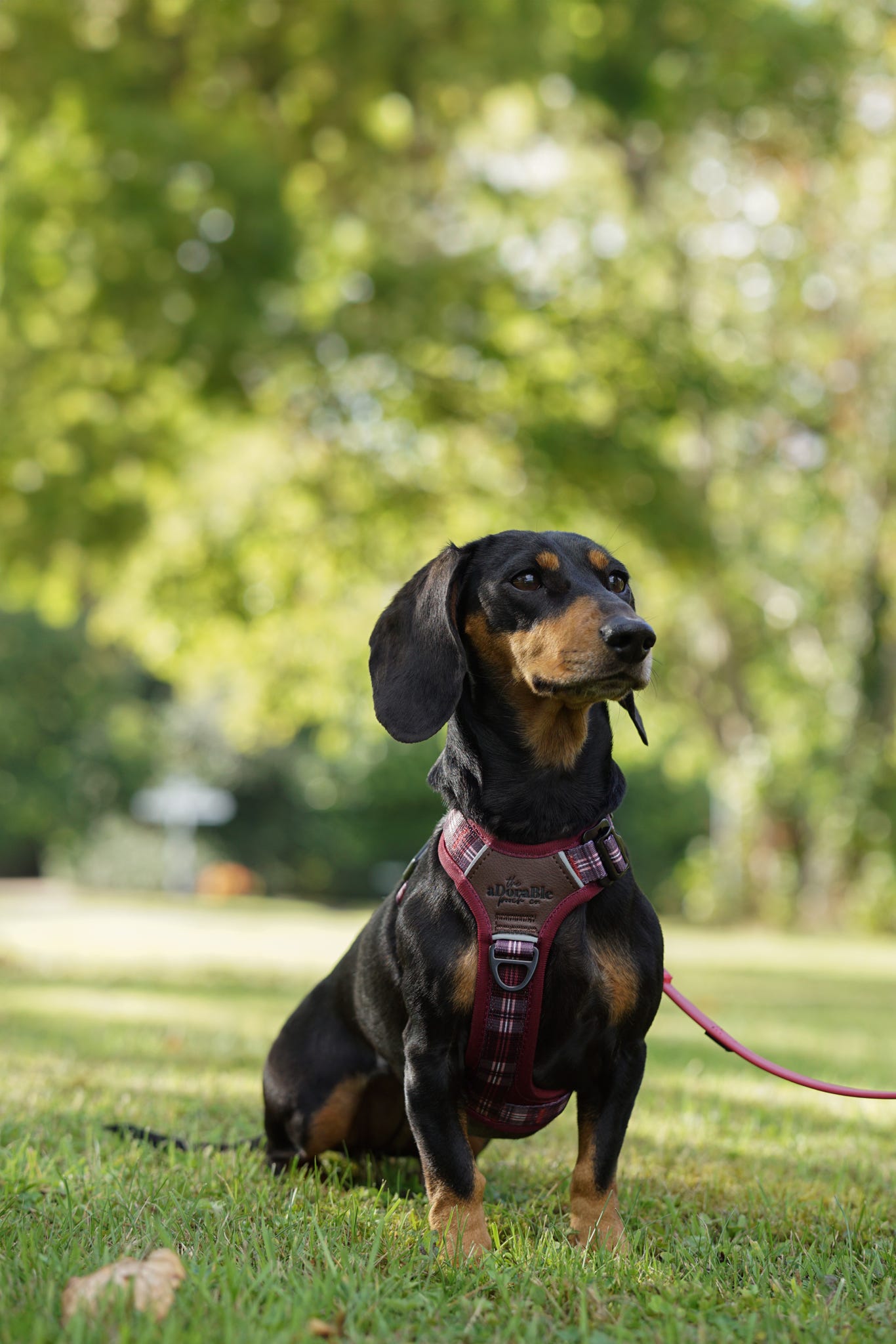 Streamline Pro™ Dog Harness - Heritage Collection - Merlot Manor