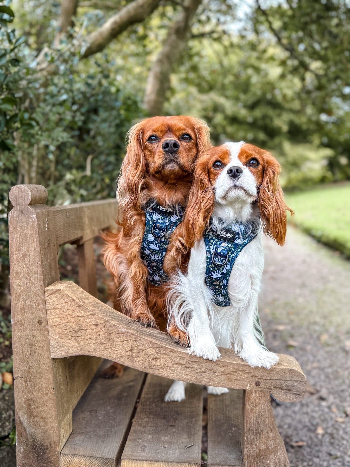 Hike & Go Lite™ Harness - Twelve Days