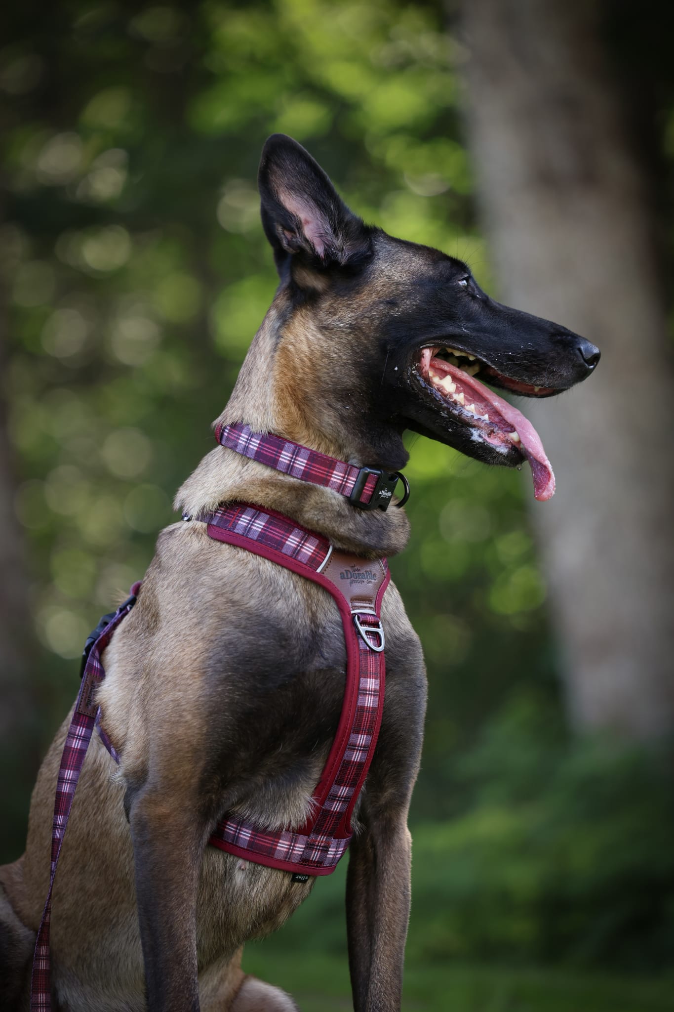 Heritage Collar - Merlot Manor