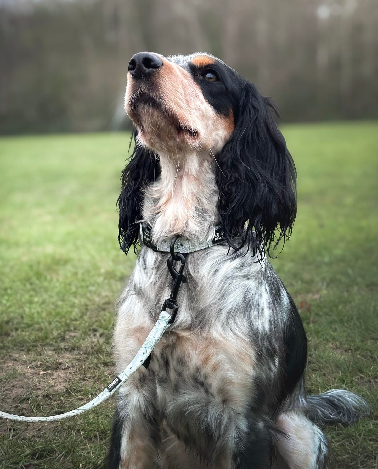 Dog Lead - Silent Snowdrops