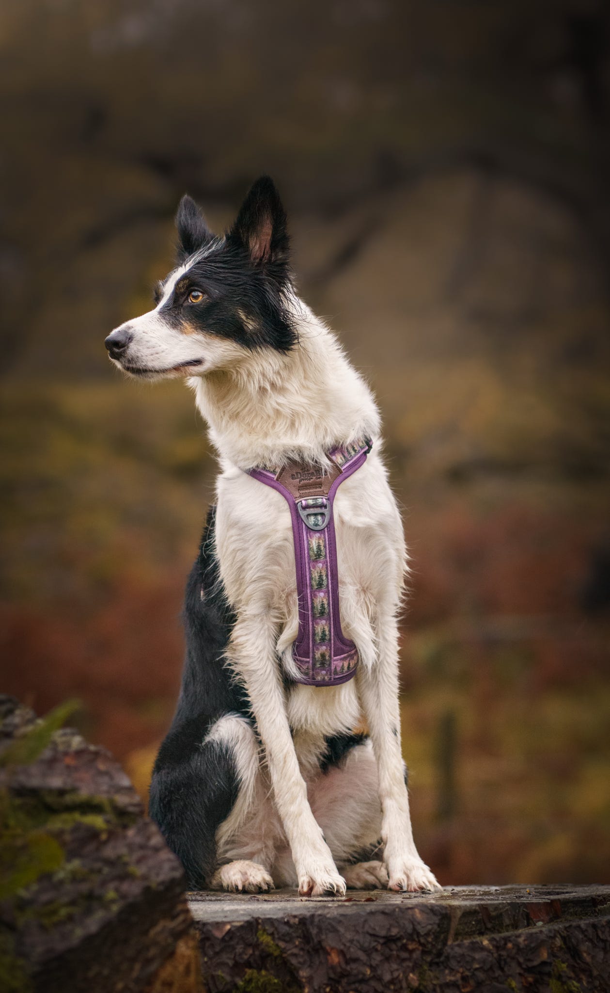 Streamline Pro™ Dog Harness - Moonlit Pines