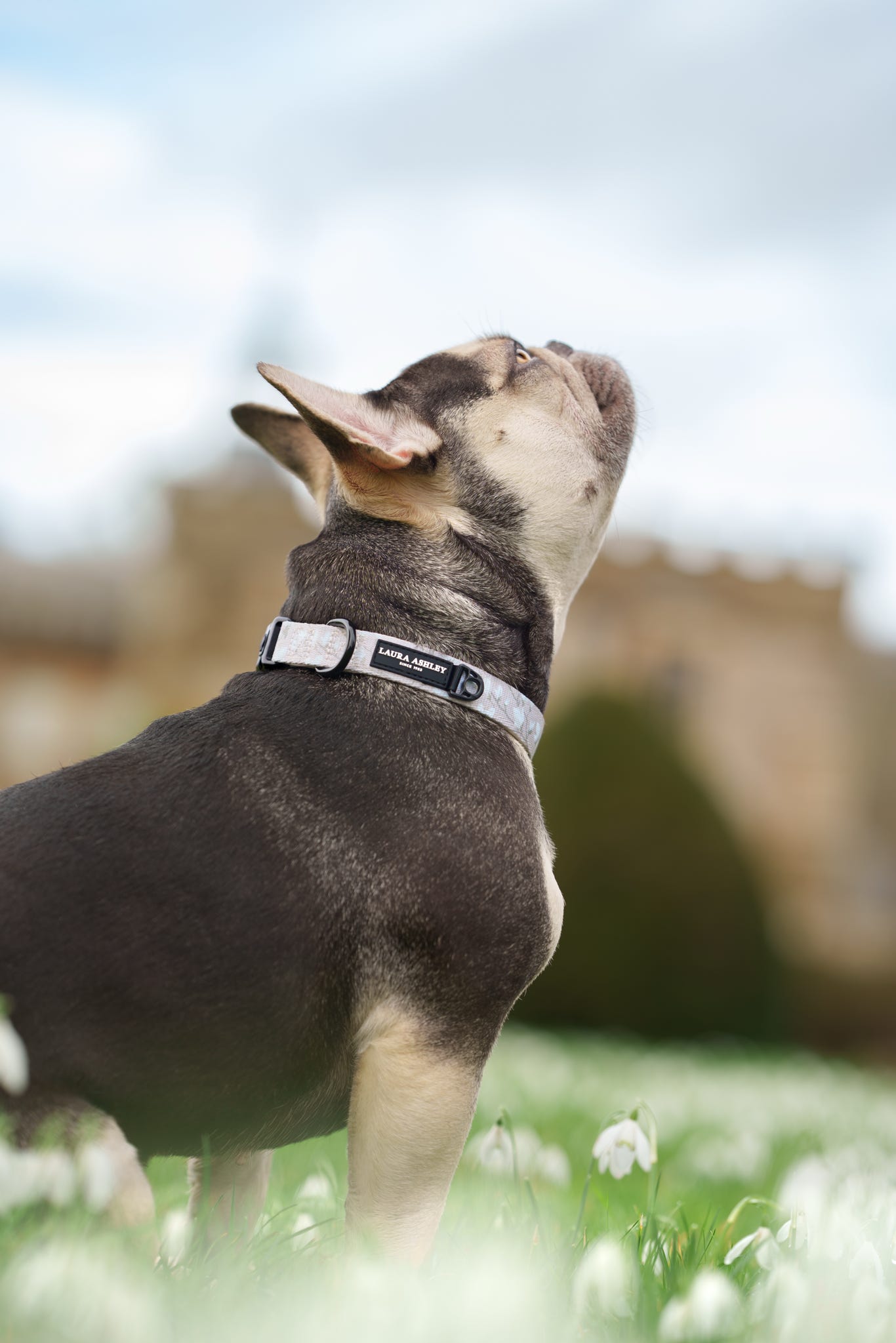 Laura Ashley Dog Collar - Magnolia Grove