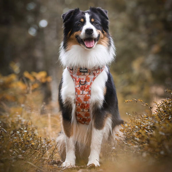 Hike & Go Lite™ Harness - Autumn Orchard