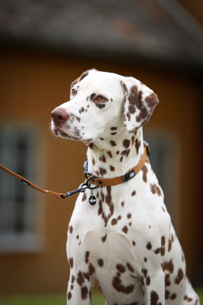 HydroFlex Lite™ Dog Collar - Gingerbread
