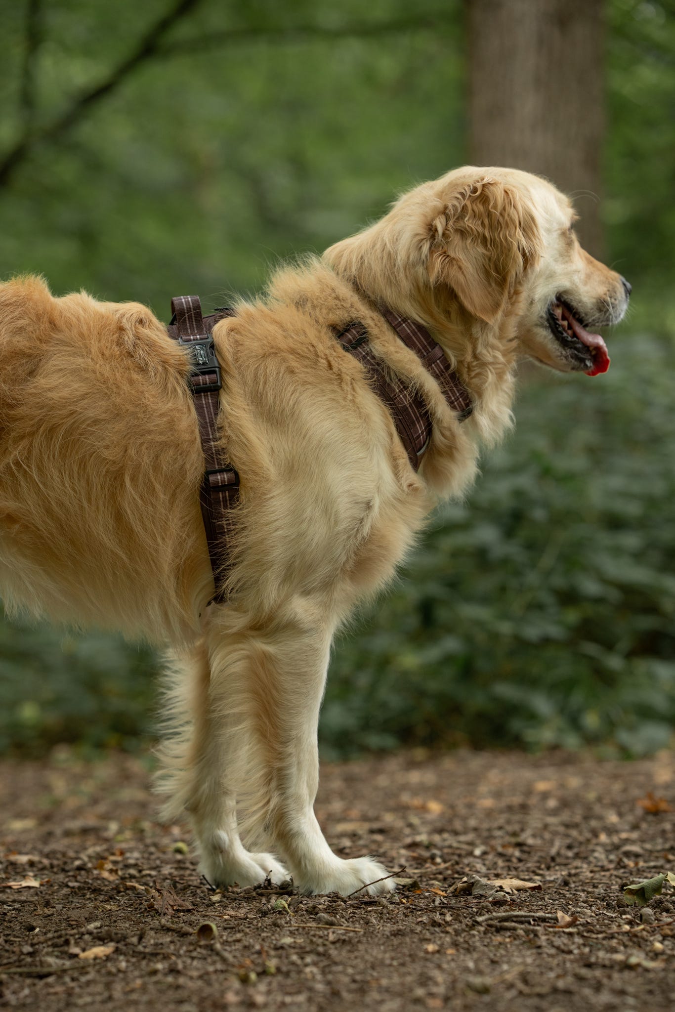 Streamline Pro™ Dog Harness - Heritage Collection - Truffle Brown