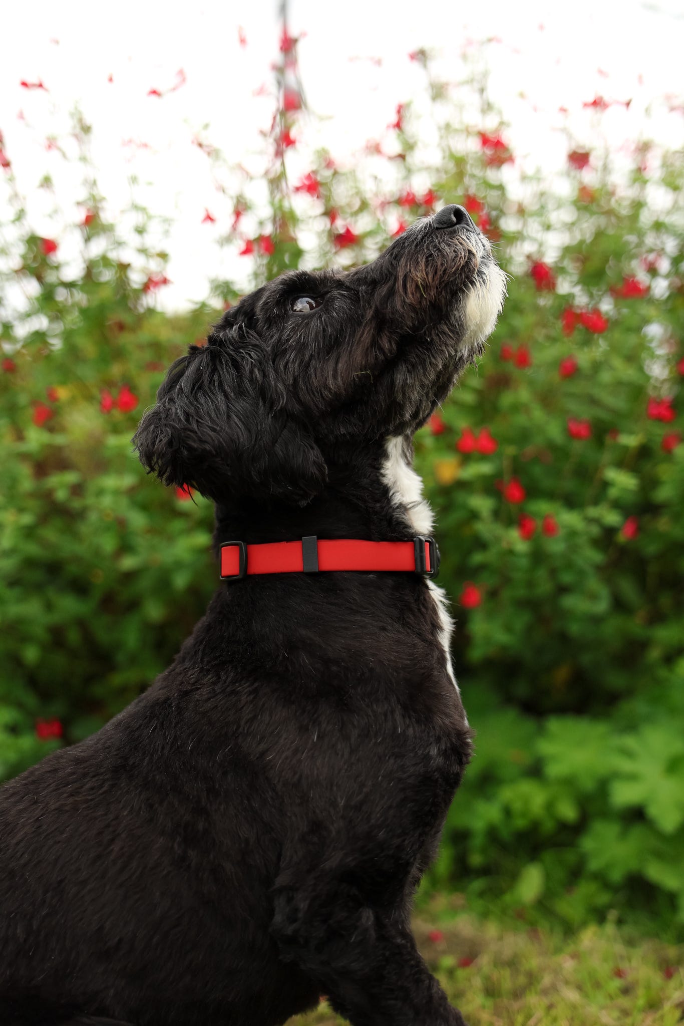 HydroFlex Lite™ Dog Collar - Velvet Red
