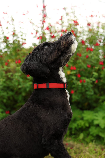 HydroFlex Lite™ Dog Collar - Velvet Red