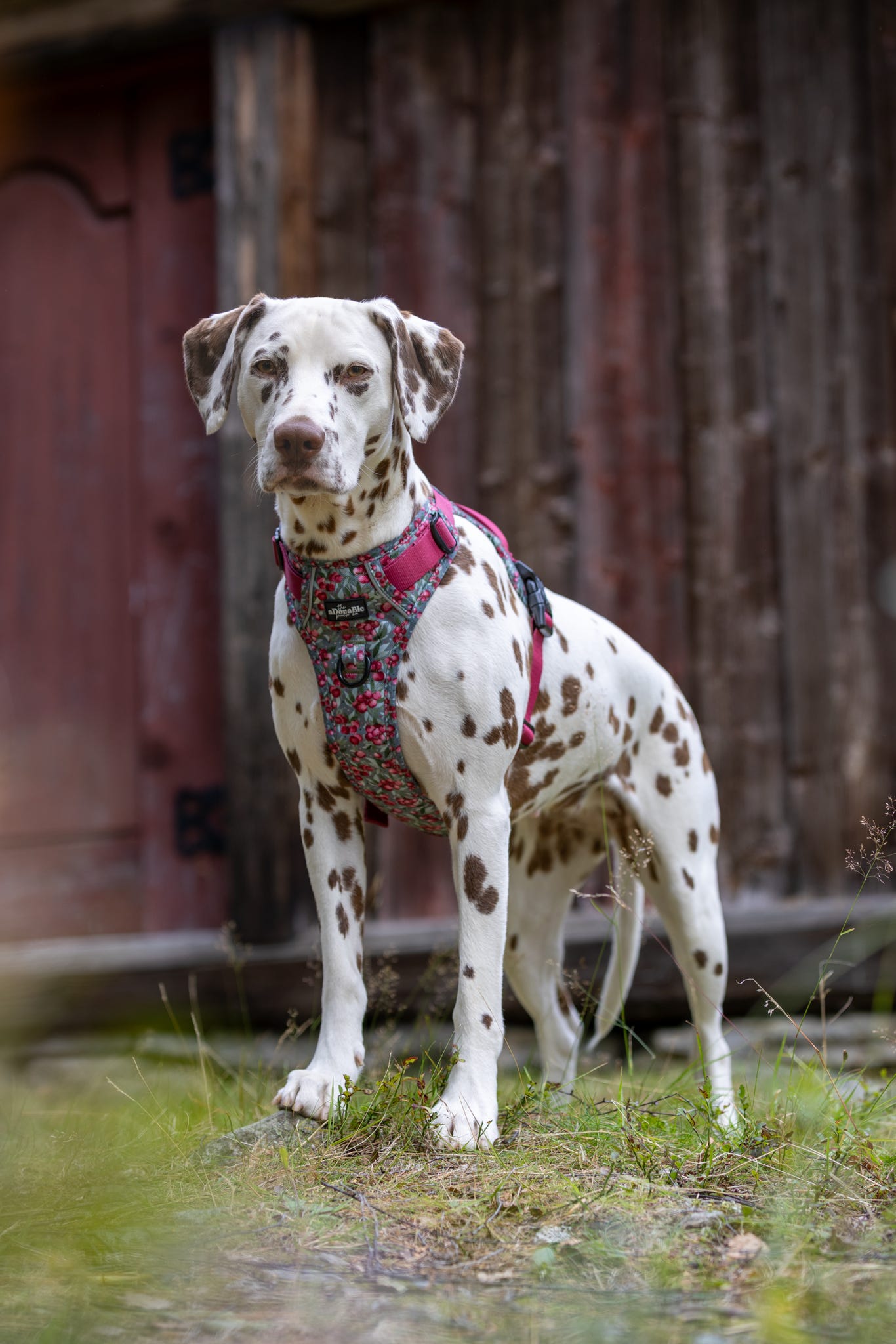 Hike & Go™ Harness - Crab Apple Cottage