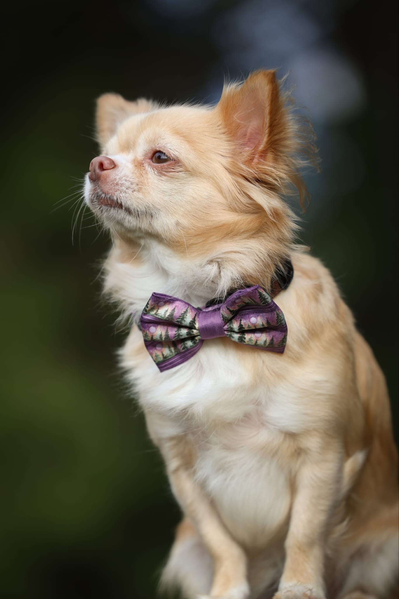 Small dog wearing a purple bow tie against a blurred background