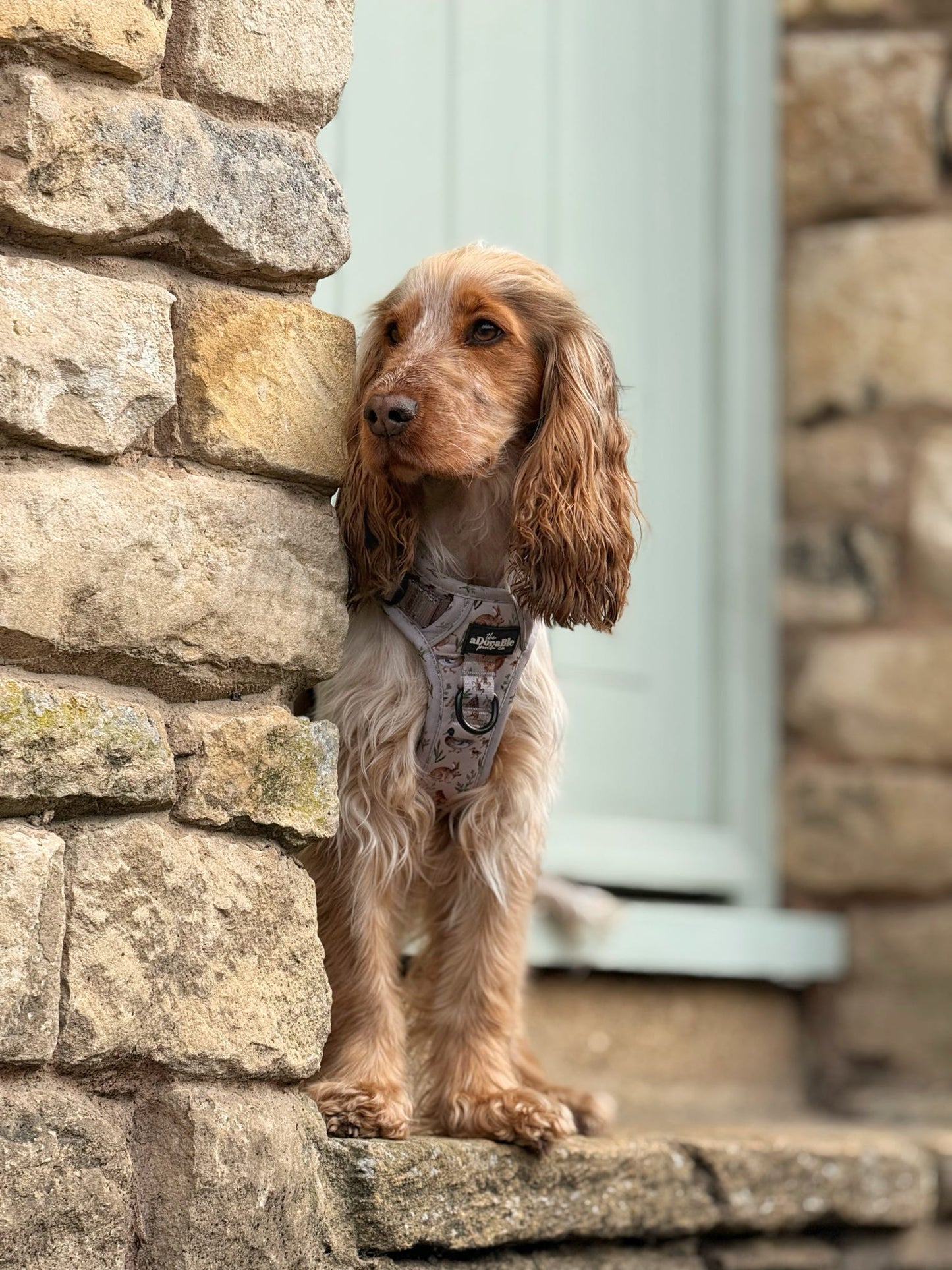 Hike & Go Lite™ Harness - Cotswold Cottage