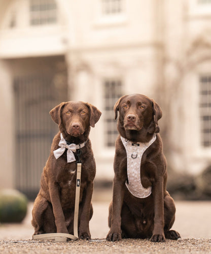 Laura Ashley Waterproof Dog Lead - Magnolia Grove