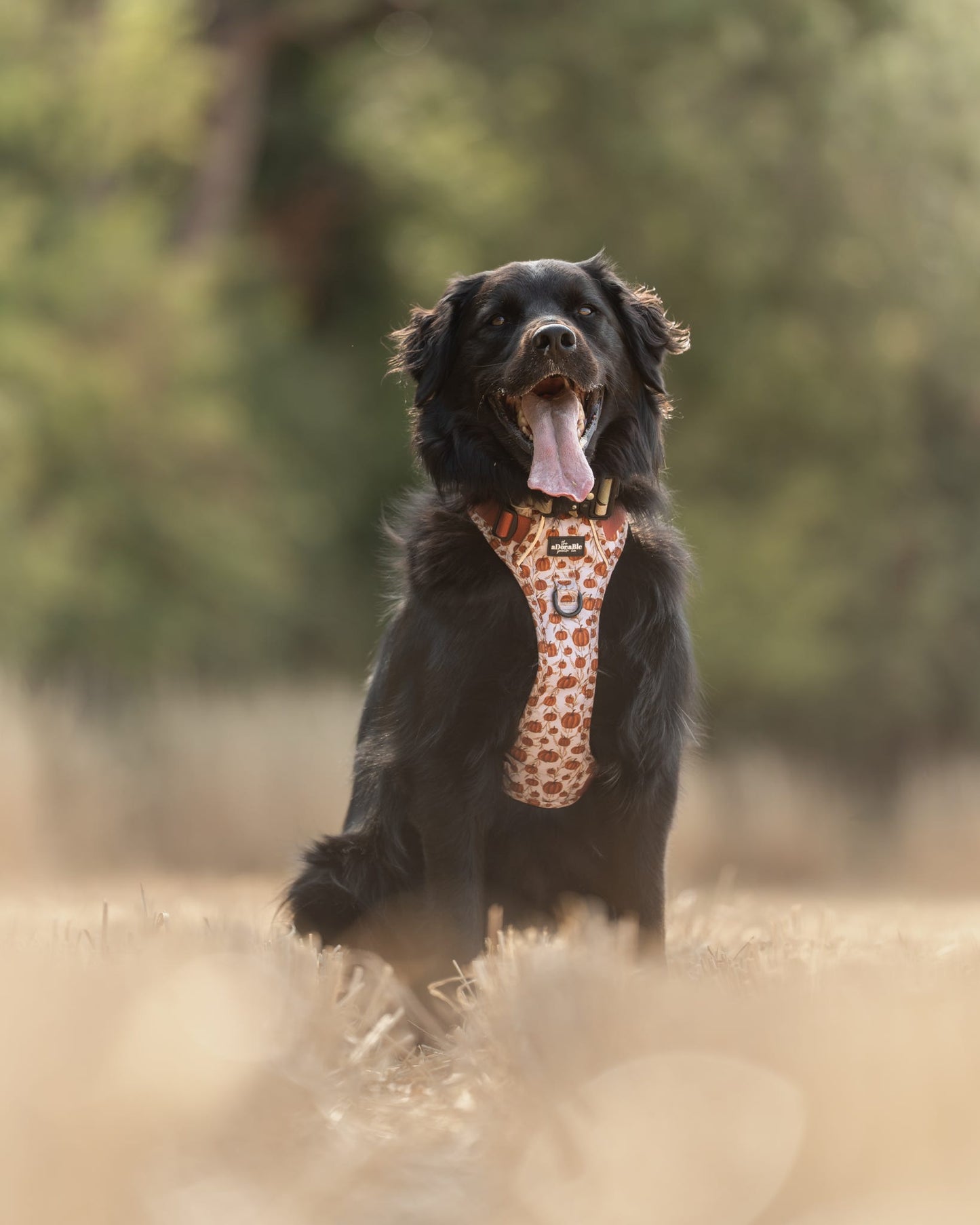 Hike & Go™ Harness - Pumpkin Farm
