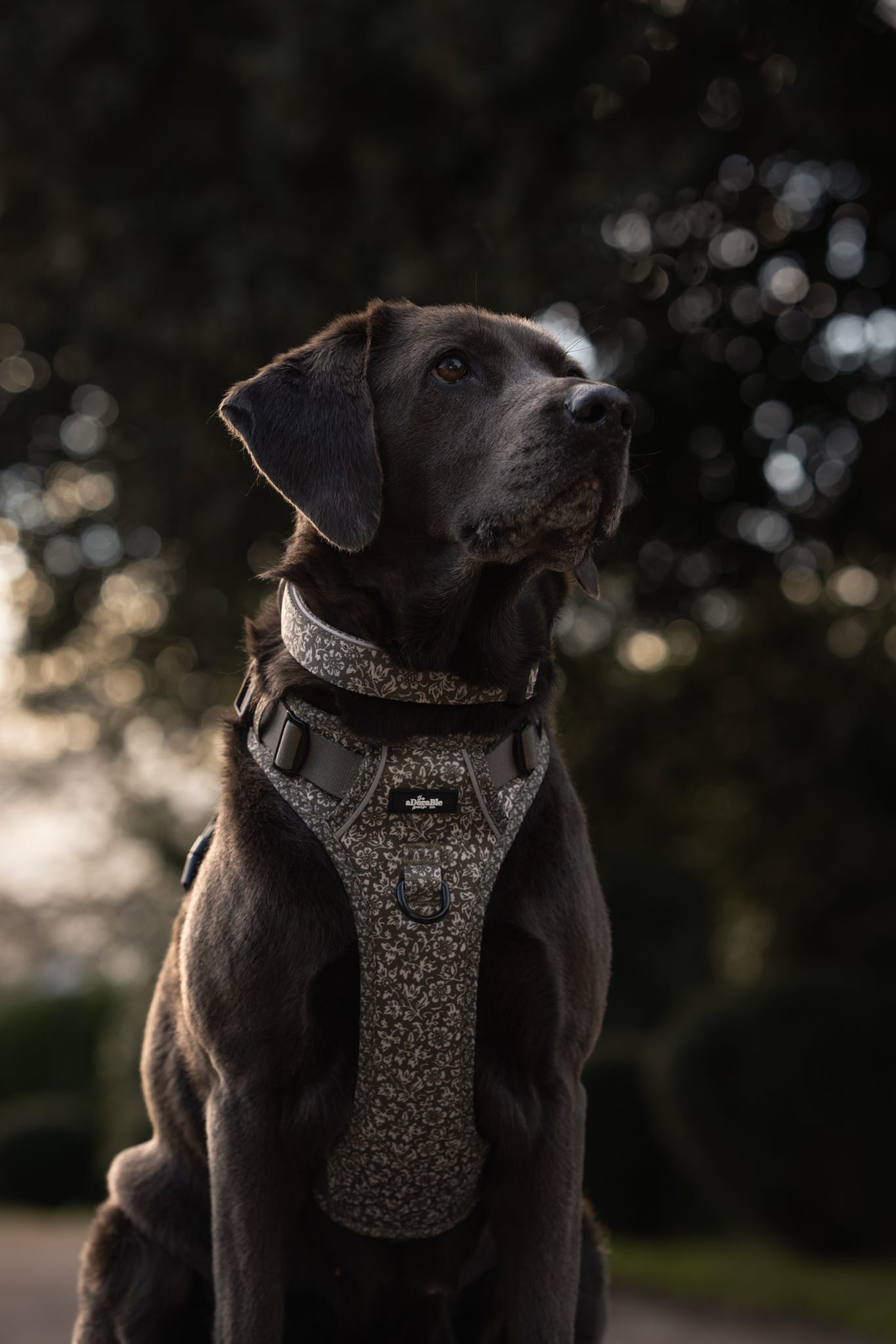 Laura Ashley Dog Harness - Sweet Alyssum