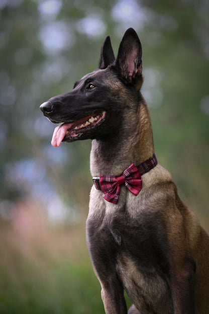 Heritage Collar - Merlot Manor