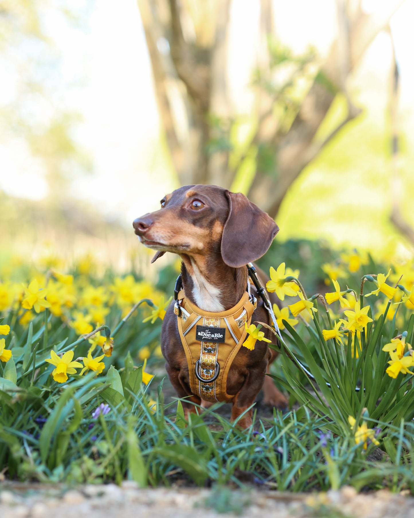 Hike & Go™ Harness - Honeycomb Hive - Large - SECONDS