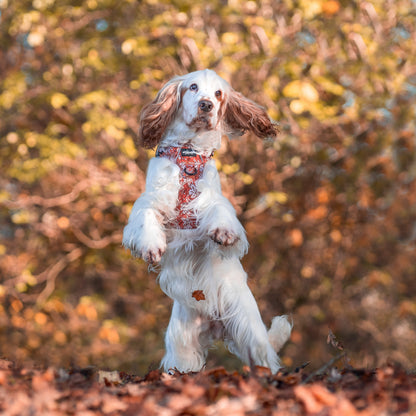 Hike & Go™ Harness - Falling For You