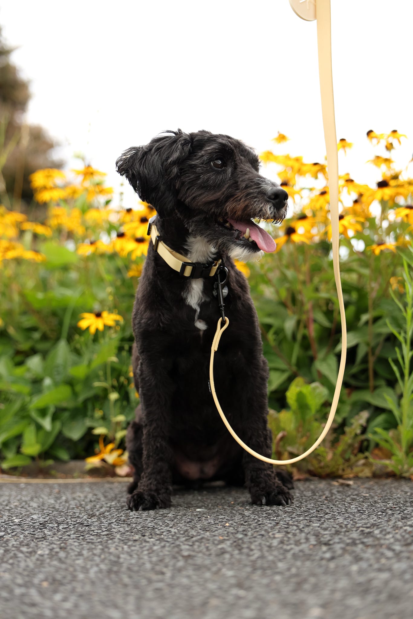 HydroFlex Lite™ Dog Collar - Lemon Sherbet