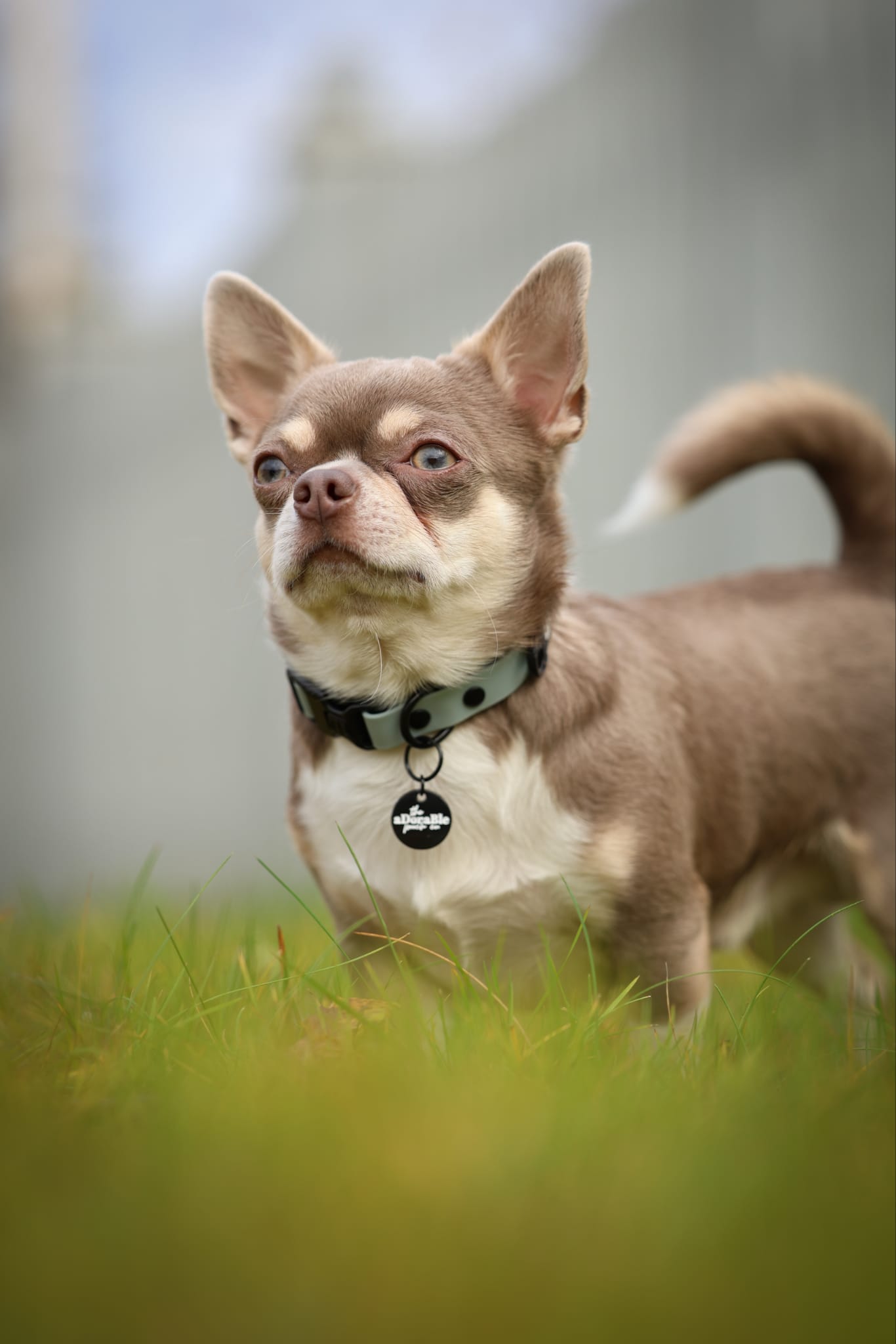 HydroFlex Lite™ Dog Collar - Sky Blue