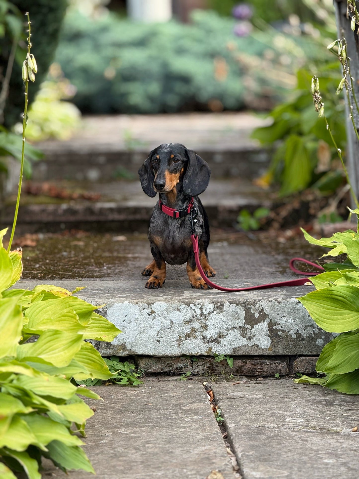 HydroFlex Lite™ Dog Collar - Mulberry