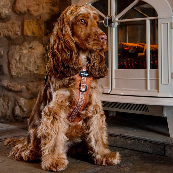 Hike & Go™ Harness - Gingerbread Frosting