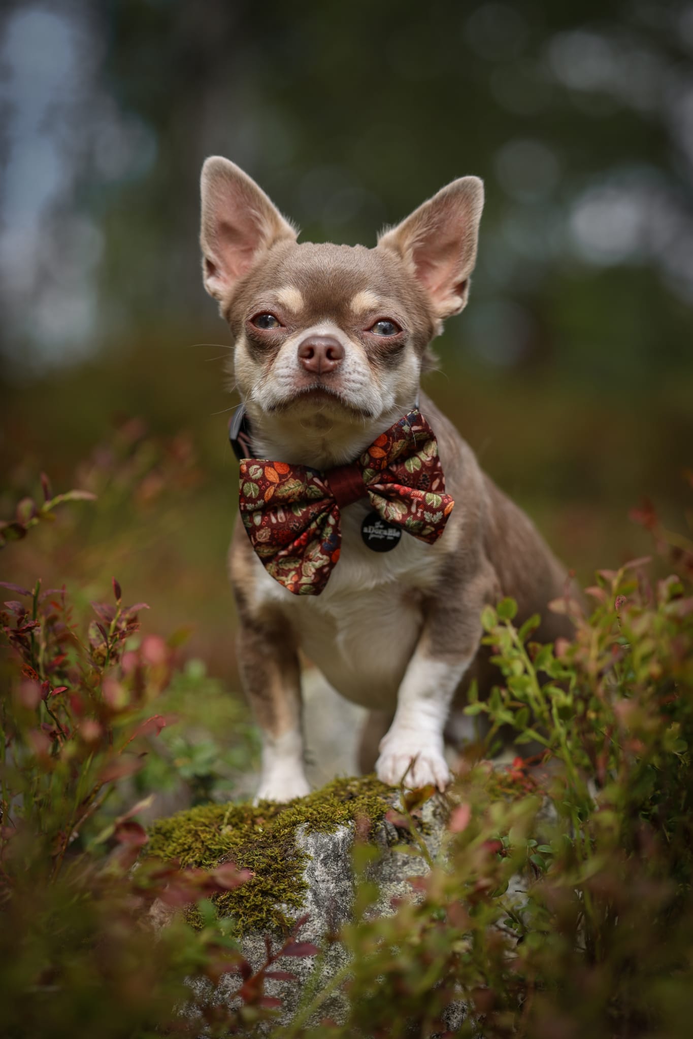 Sailor Bow Tie - Foragers Forest