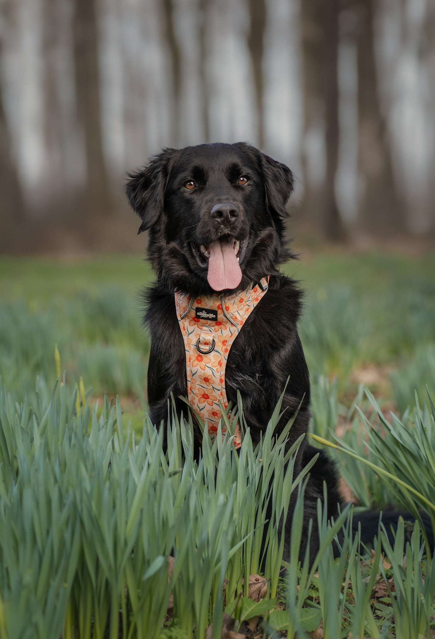 Hike & Go Lite™ Harness - Delicate Daffodils