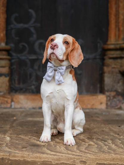 Dog wearing a sailor bow tie sitting on a stone floor with a dark background