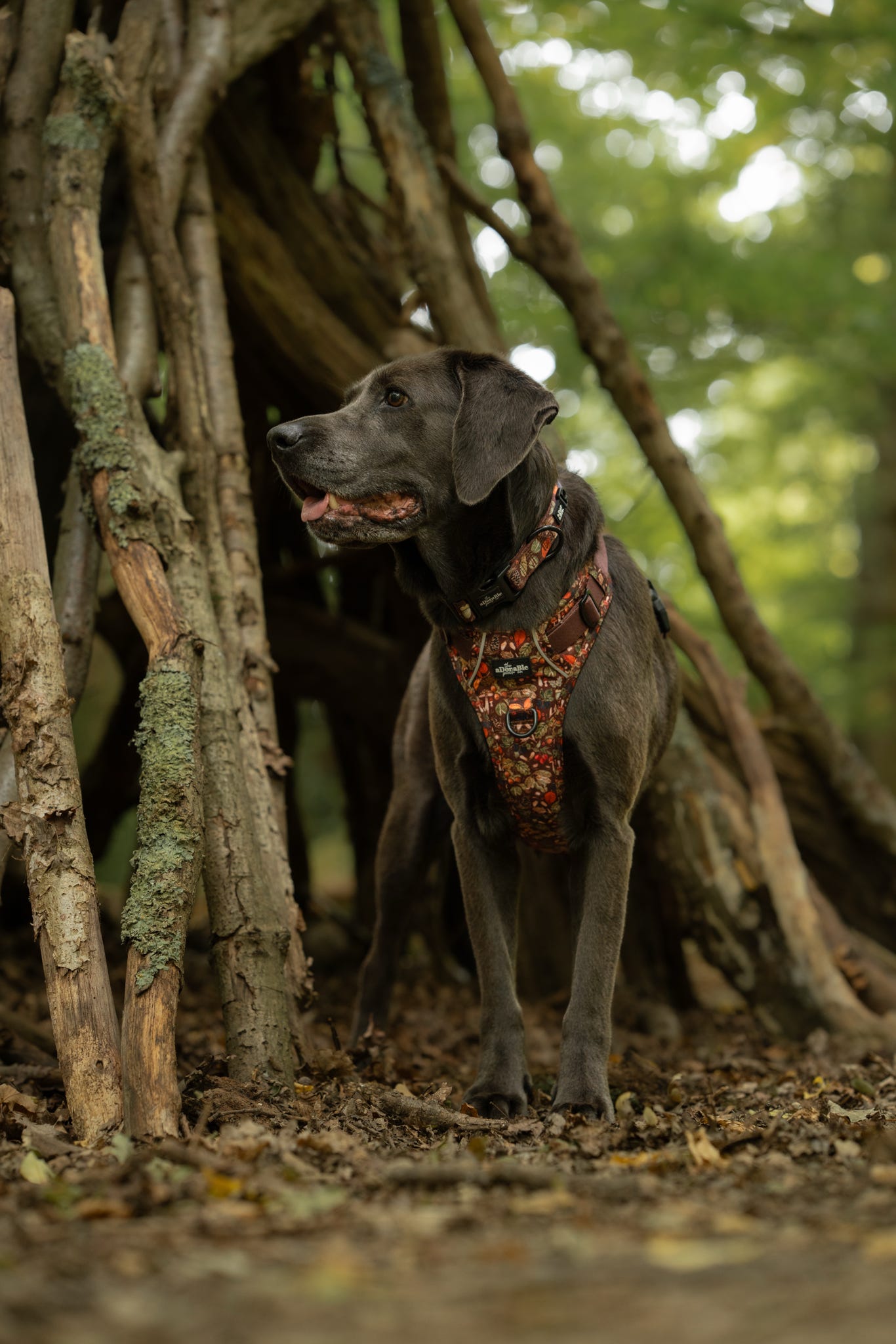 Collar - Foragers Forest